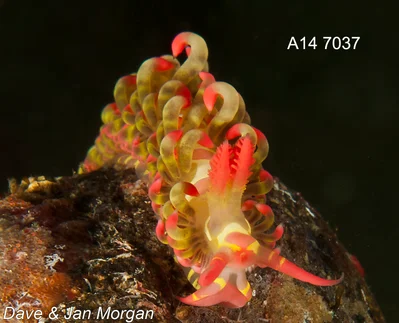 Limenandra barnosii - Matutunggil Mabini, Batangas, Philippines