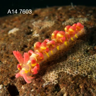 Limenandra barnosii - Matutunggil Mabini, Batangas, Philippines