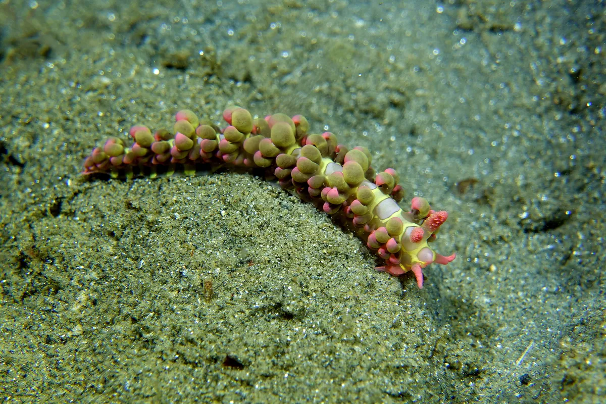Limenandra barnosii - Romblon, Philippines