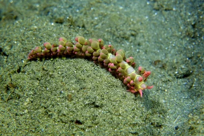 Limenandra barnosii - Romblon, Philippines