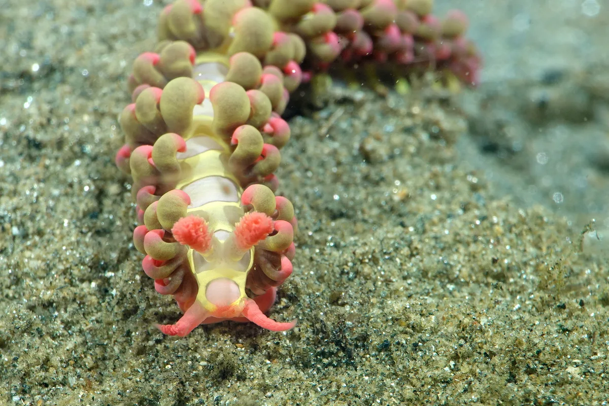 Limenandra barnosii - Romblon, Philippines