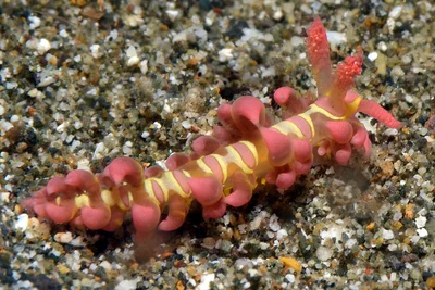 Limenandra barnosii - Mabini, Batangas, Philippines