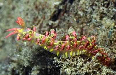 Limenandra barnosii - Mabini, Batangas, Philippines