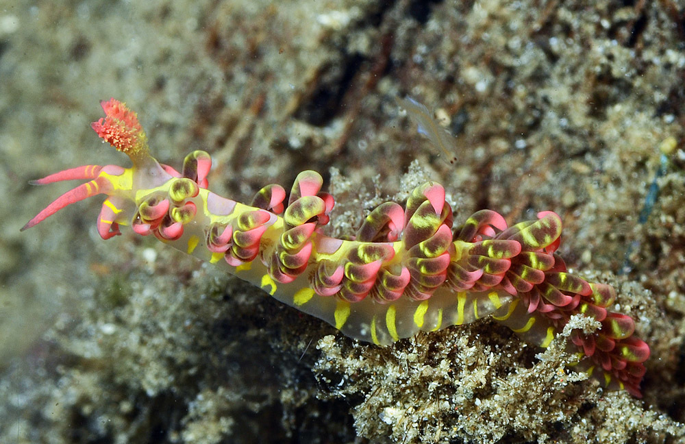 Limenandra barnosii - Mabini, Batangas, Philippines