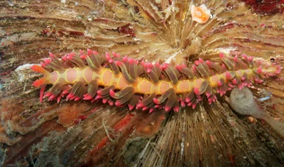 Limenandra barnosii - Mabini, Batangas, Philippines