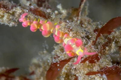 Limenandra barnosii - Batangas, PH