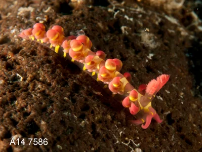 Limenandra barnosii - Mabini, PH-BT, PH