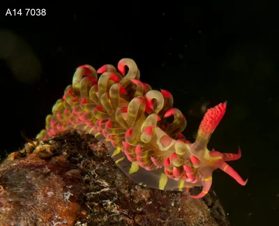 Limenandra barnosii - Matu Point, Anilao, Philippines
