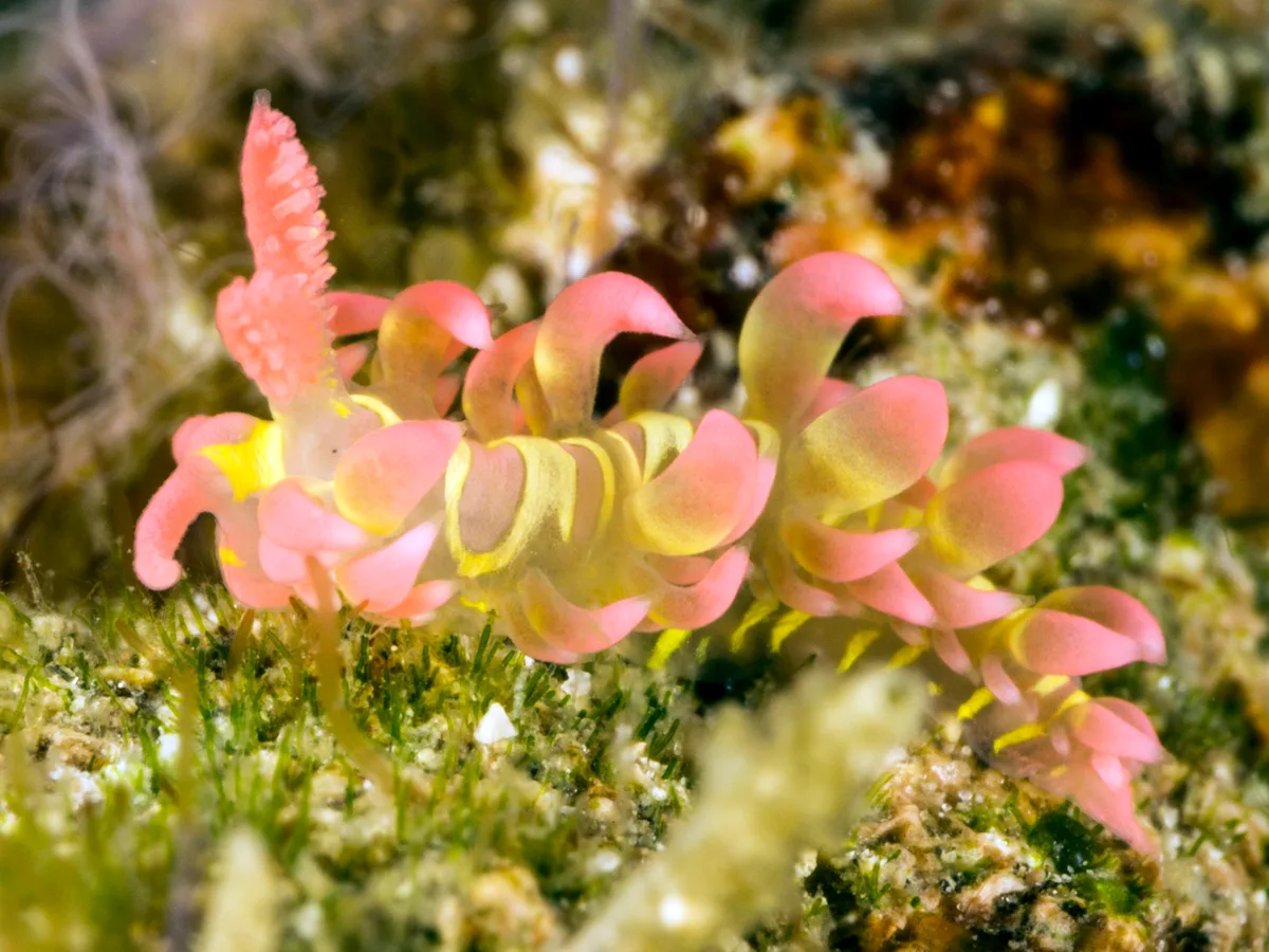 Limenandra barnosii - Taal, PH-BT, PH