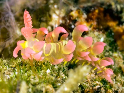 Limenandra barnosii - Taal, PH-BT, PH