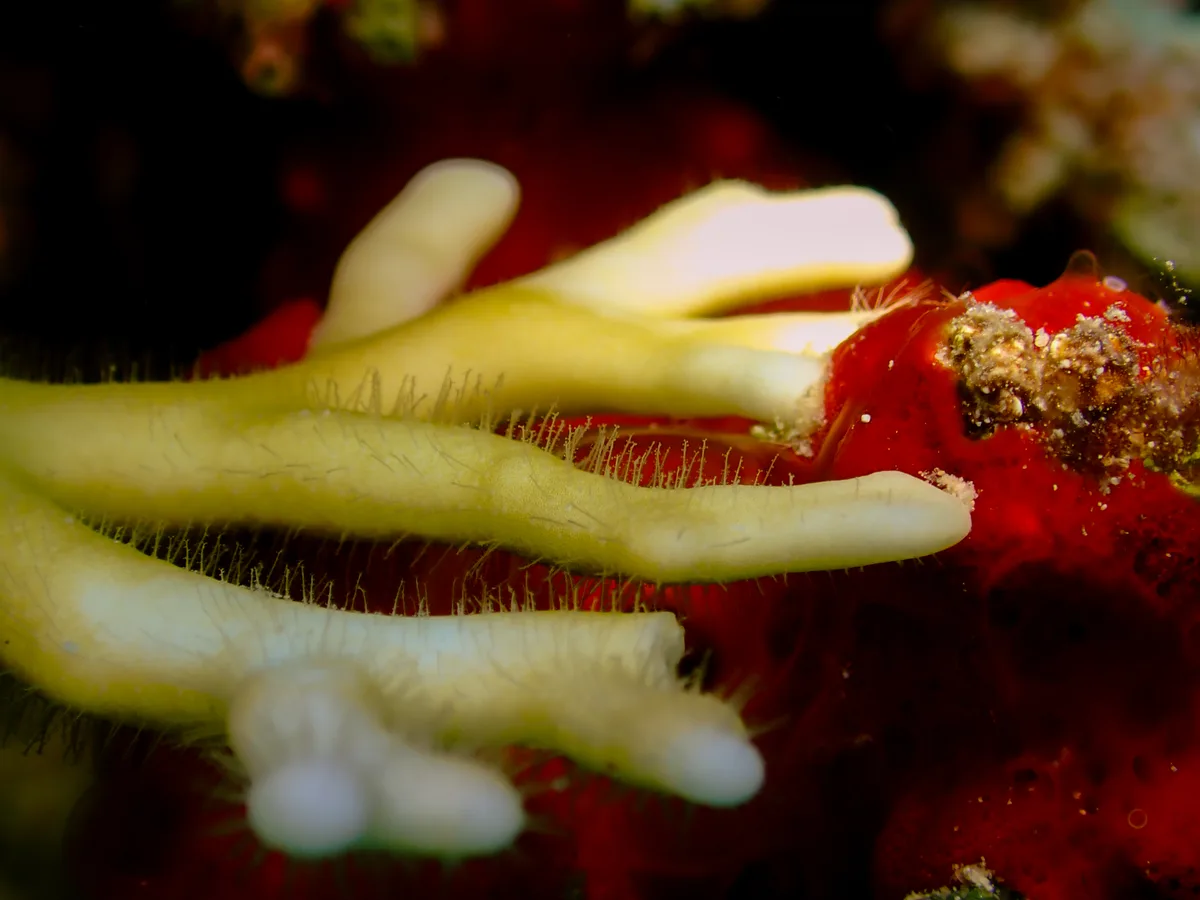 Net Fire Coral