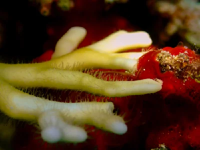 Net Fire Coral
