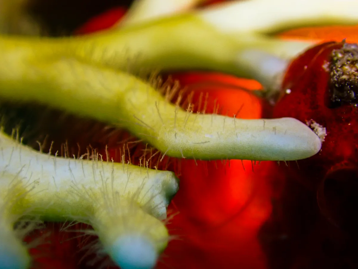 Net Fire Coral