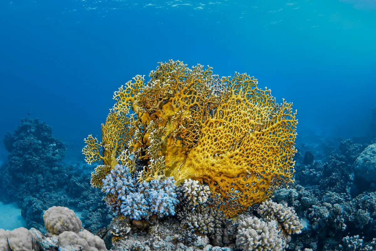 Fire coral (Millepora dichotoma)