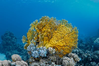Fire coral (Millepora dichotoma)