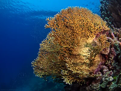 Fire coral, Feuerkoralle (Millepora dichotoma)