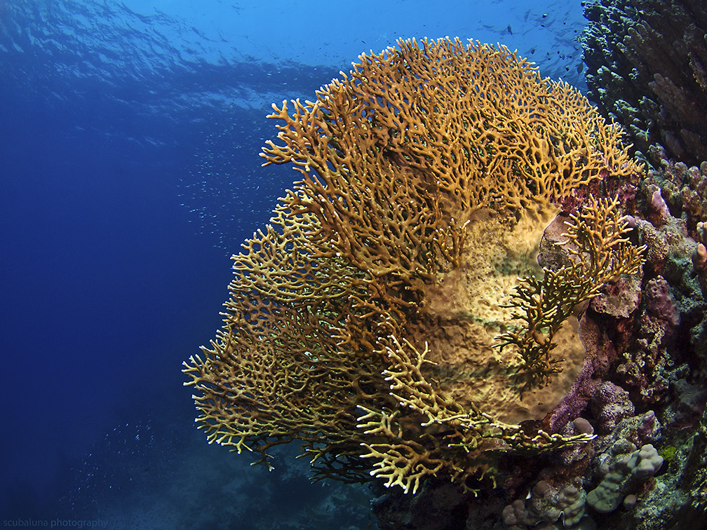 Fire coral, Feuerkoralle (Millepora dichotoma)