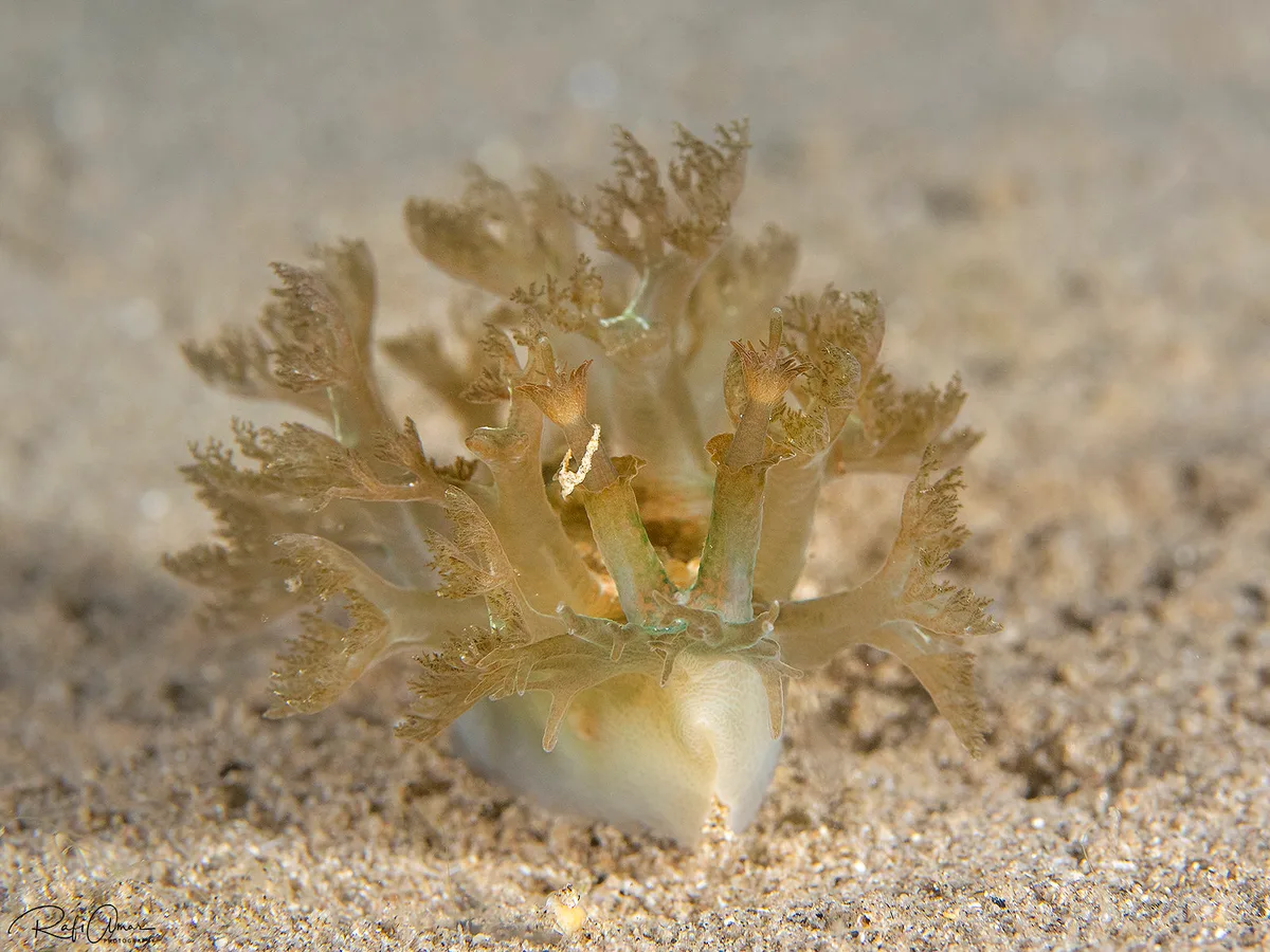 Marionia sp.