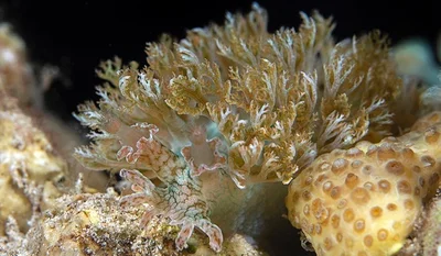 Marionia glama