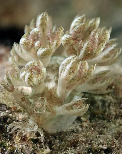 Marionia glama