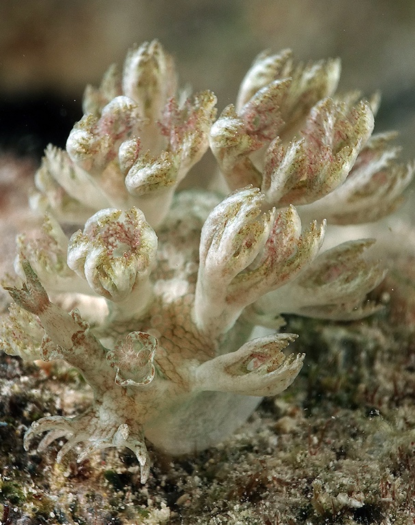 Marionia glama