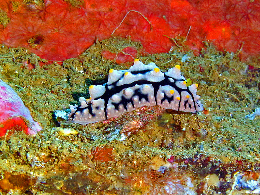 Phyllididae - Phyllidia multifaria