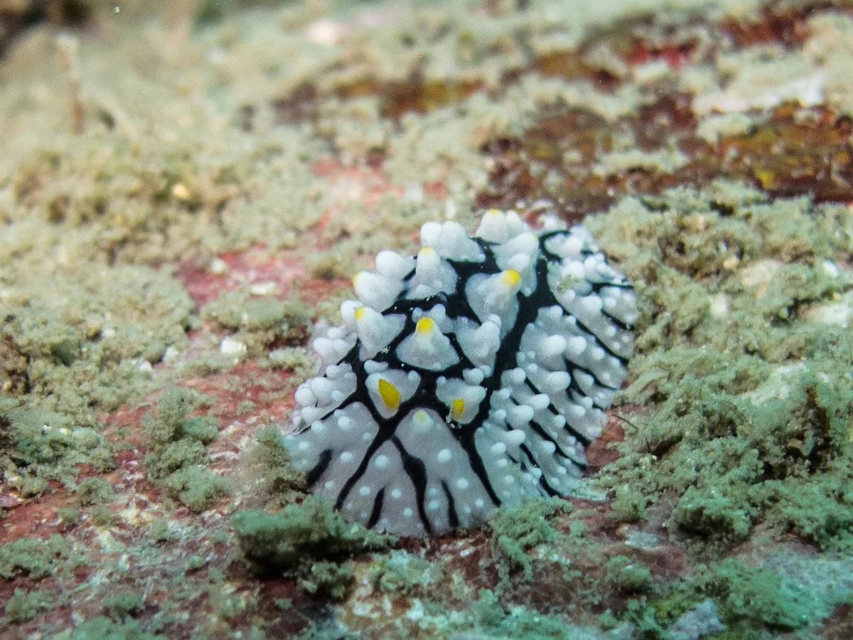 Phyllidia  multifaria