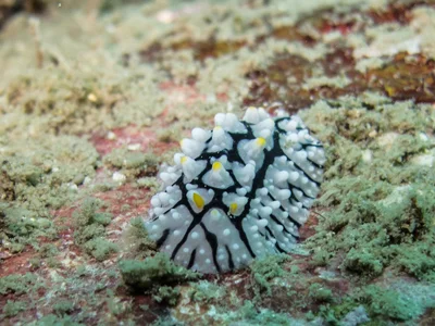 Phyllidia  multifaria