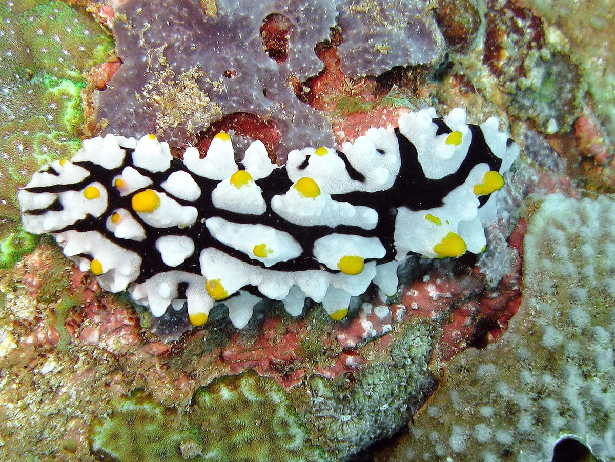 Phyllidia multifaria - Djibouti