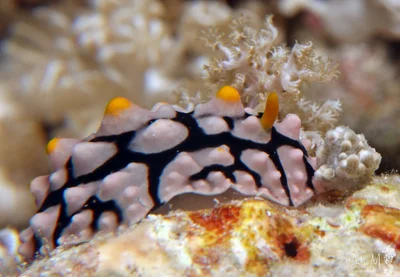 Phyllidia multifaria - Daedalus Reef