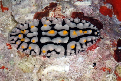 Phyllidia multifaria - Saudi Arabia