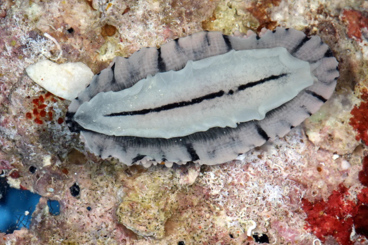 Phyllidia multifaria - Saudi Arabia