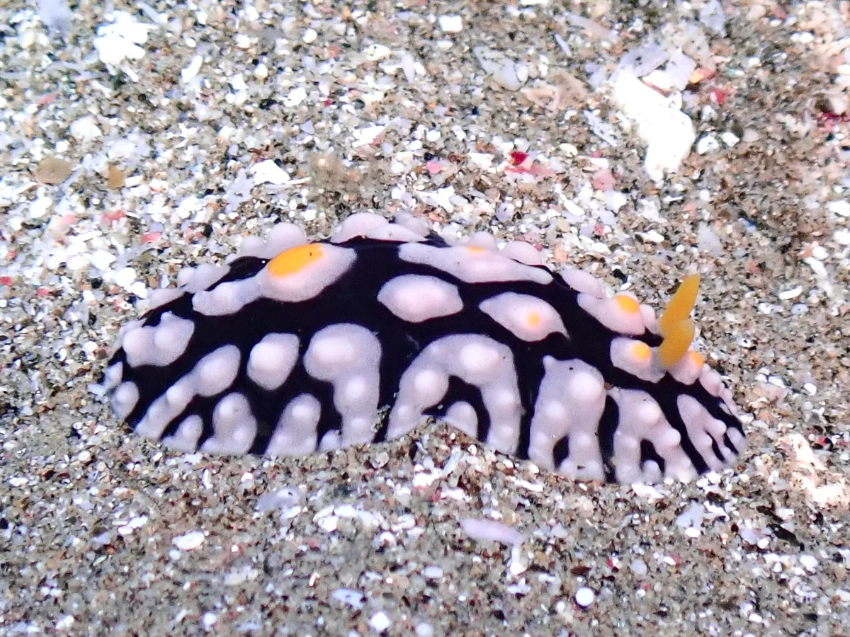 Phyllidia multifaria - 8PFV+HF3, Marsa Alam, Red Sea Governorate 1926212, Ägypten