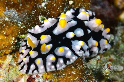 Phyllidia multifaria - Makadi, Egypt