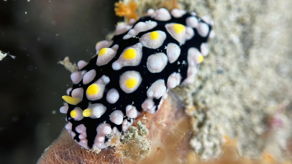 Netted Wart Slug