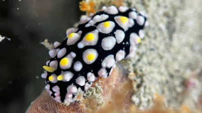 Netted Wart Slug