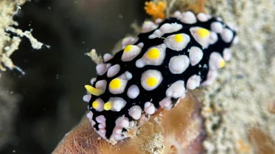 Netted Wart Slug