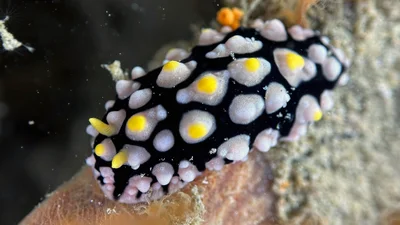 Netted Wart Slug