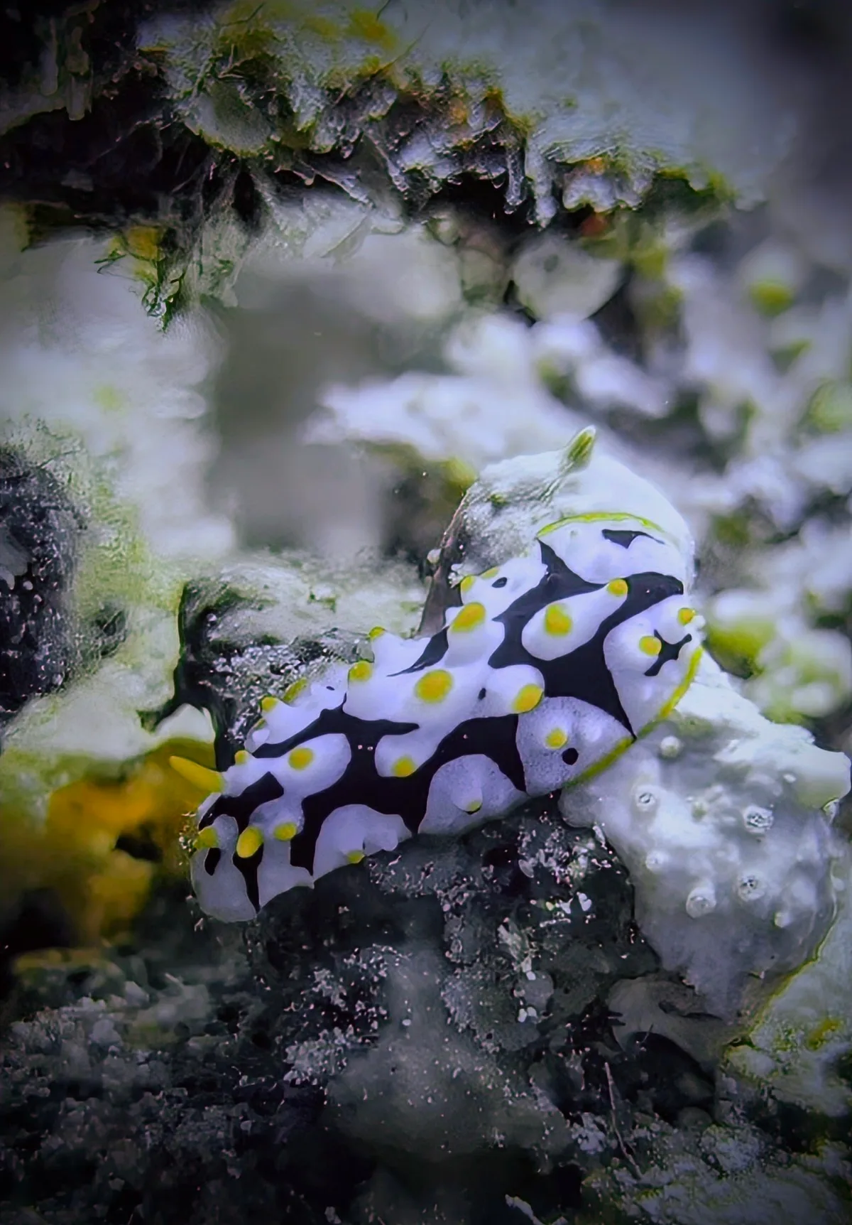 Netted Wart Slug