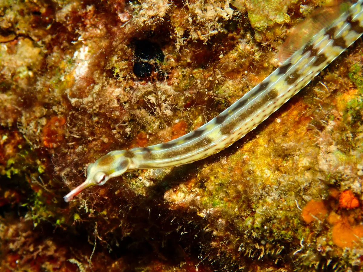 Network pipefish