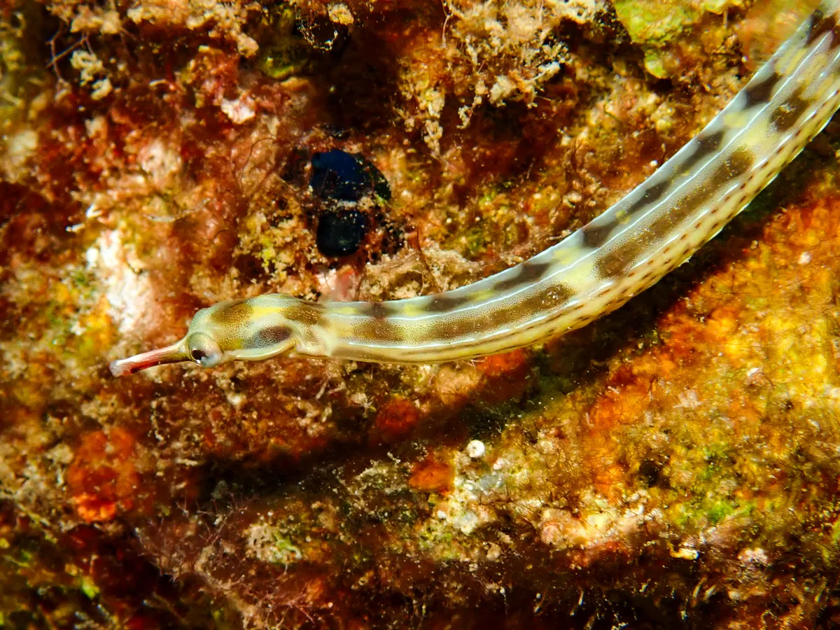 Network pipefish