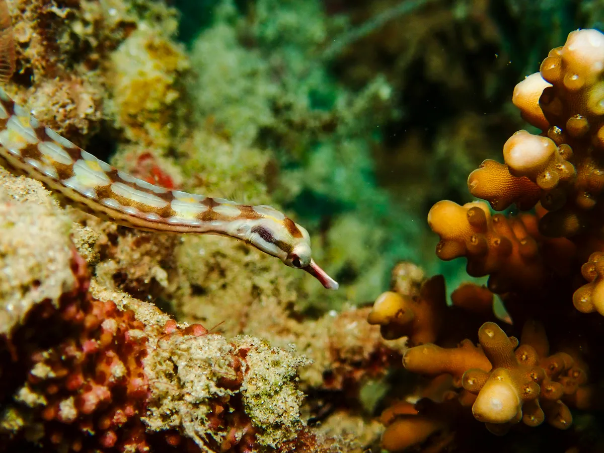 Network pipefish