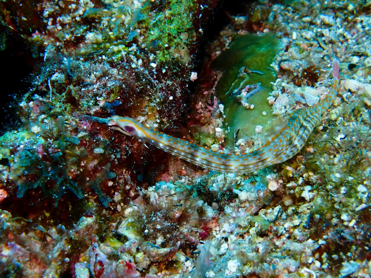 Schultz's Pipefish