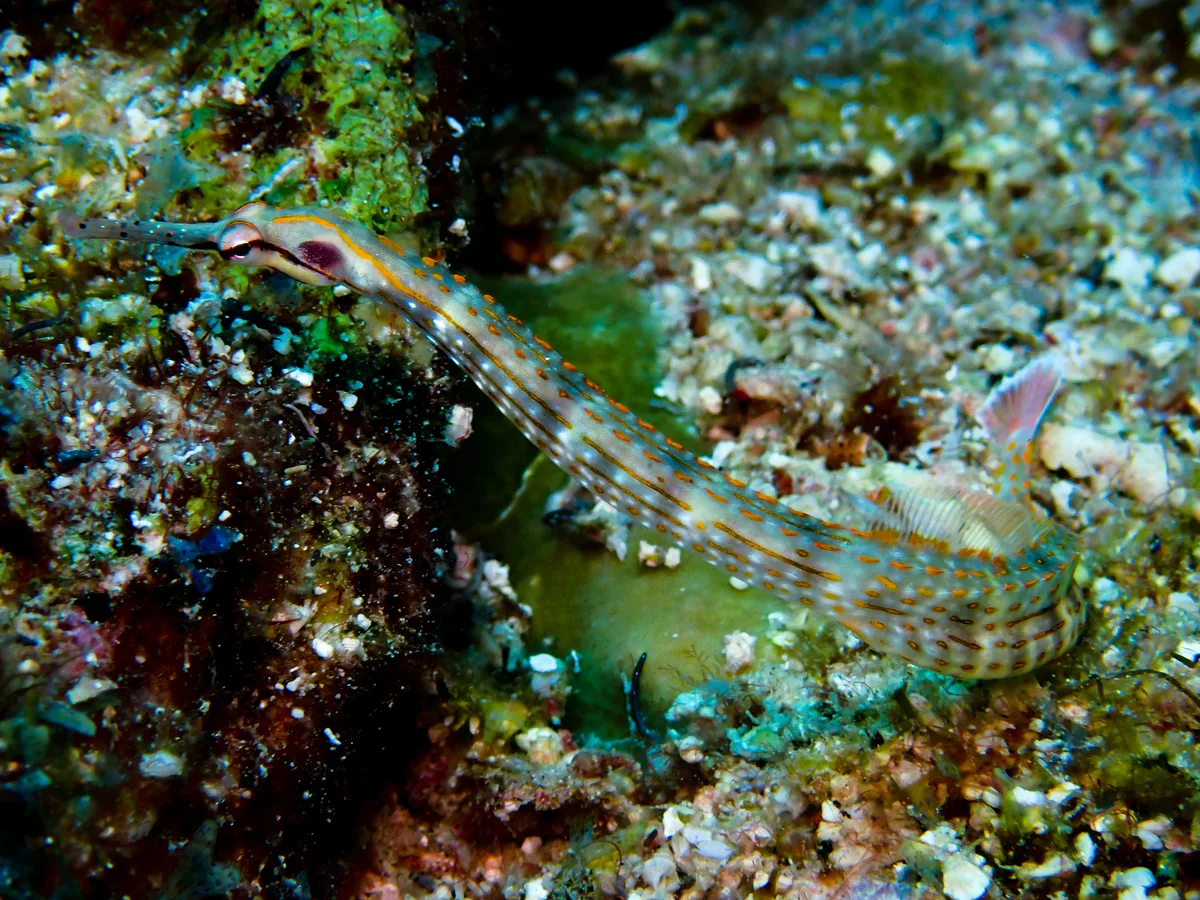 Schultz's Pipefish