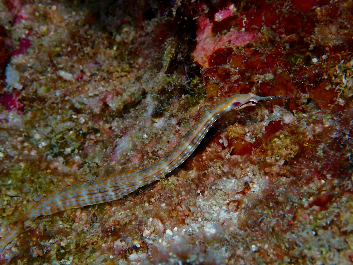 Schultz's Pipefish