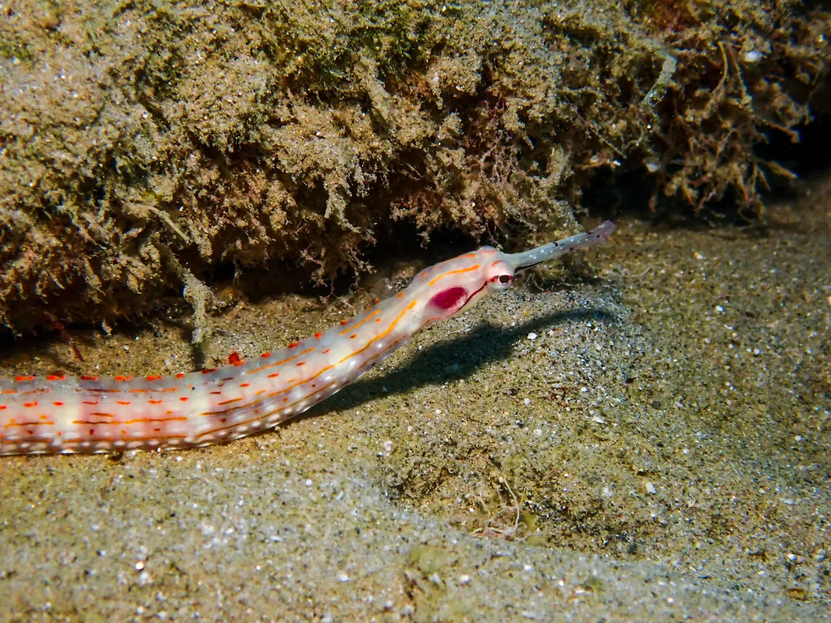 Schultz's Pipefish