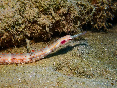Schultz's Pipefish