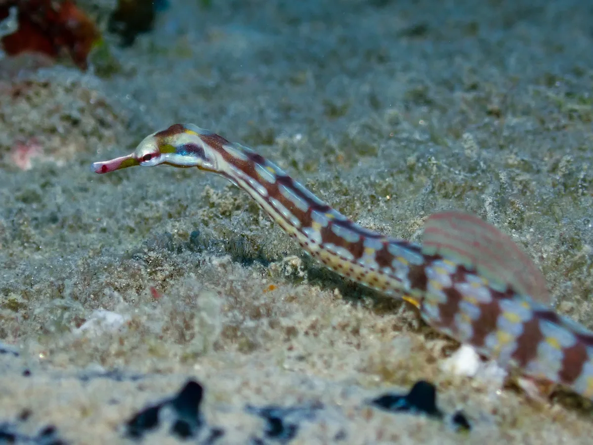 Network Pipefish