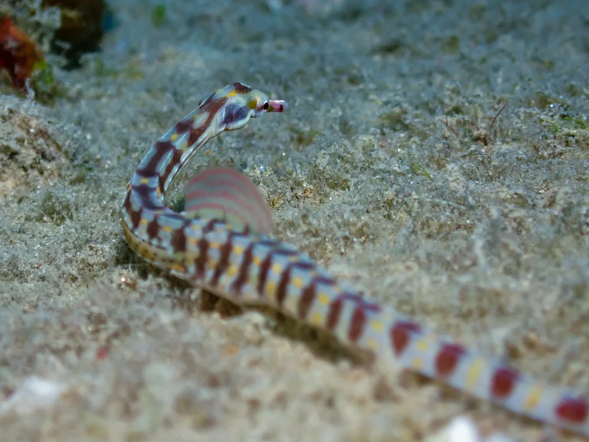 Network Pipefish