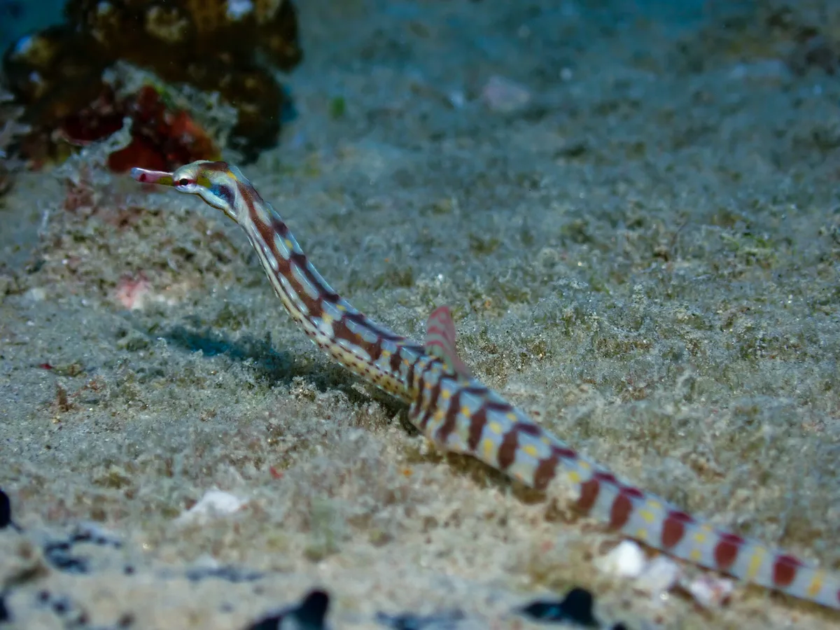 Network Pipefish